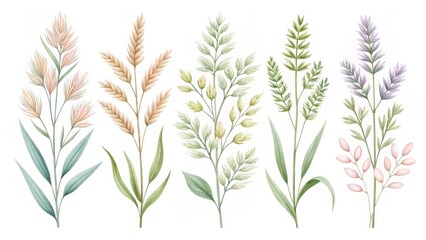 Watercolor illustration of various grass and plant species isolated on white background
