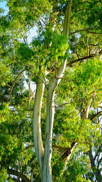 Tall Eucalyptus trees with green leaves in natural habbitat.