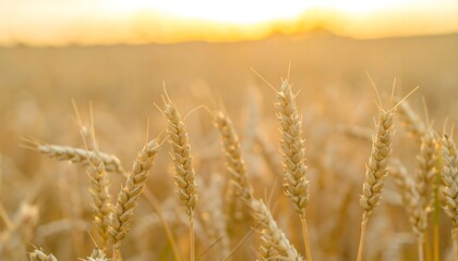 Fototapeta premium Golden wheat field at sunset (1)