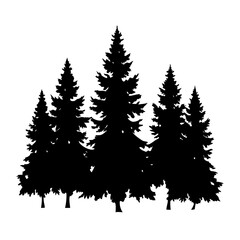 Obraz premium pine trees silhouette