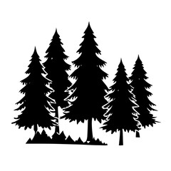 Obraz premium Group of tall pine trees silhouette
