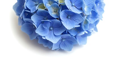 Hydrangea blossom close up