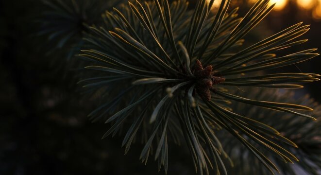 Close-up of pine needles at sunset