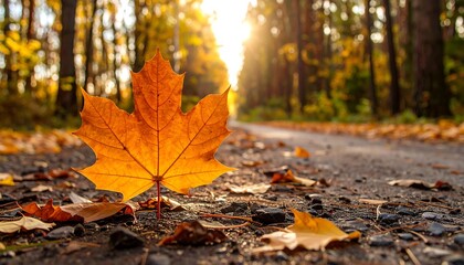 Vibrant autumn leaf on forest path. Sunlight streams through trees