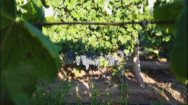 Vides con uvas maduras iluminadas por sol de ma&ntilde;ana en clima de verano.