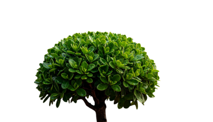 Compact Umbrella Plant with Vibrant Green Leaves, Modern Indoor Decor, Transparent PNG