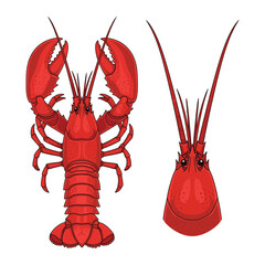 Lobster Fullbody and Close-Up Illustration for Seafood Design