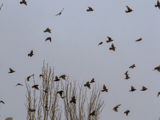 A flock of birds flying