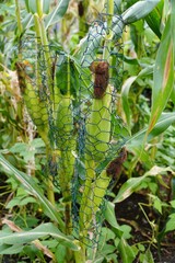 Green mesh shields golden corn, a great protection for a thriving harvest