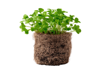 Close-up of microgreens in a pot