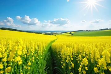 Vibrant yellow rapeseed fields stretching to the horizon under a bright springtime sky Golden blossoms sway gently in the breeze, a picturesque landscape bathed in sunlight , flowers, farm, meadow