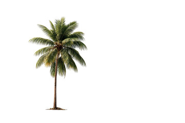 Fototapeta premium Isolated tropical palm tree against black background