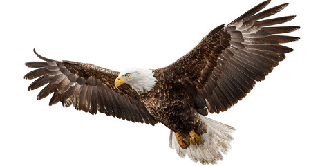 Fototapeta premium an eagle soaring, with a transparent background