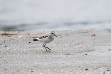 Sandpiper on a sandy beach.