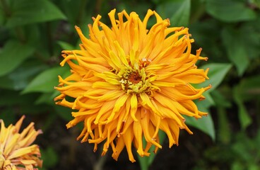 Obraz premium Closeup of a radiant orange Anemone zinnia in full bloom, bursting with color against lush green garden foliage.