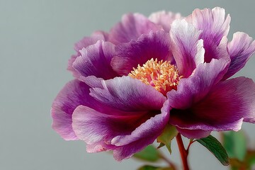 Romantic peony bud symbolizing love and grace high resolution picture