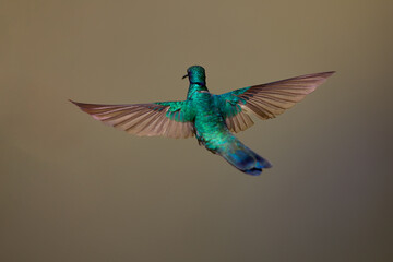Purple-throated Sunangel at Huembo Reserve, Amazonas — a jewel of the Andean cloud forest captured in a moment of stillness- hummingbird