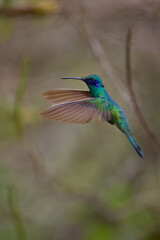Obraz premium Purple-throated Sunangel at Huembo Reserve, Amazonas — a jewel of the Andean cloud forest captured in a moment of stillness- hummingbird