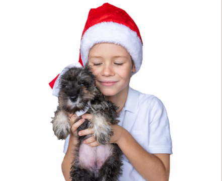Portrait of a child boy hugging with tenderness his schnauzer puppy dog wearing santa Claus hat over transparent background PNG transparent.