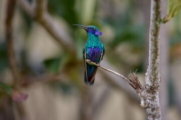 Purple-throated Sunangel at Huembo Reserve, Amazonas — a jewel of the Andean cloud forest captured in a moment of stillness- hummingbird
