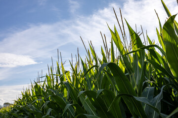Field of tall corn plants against blue sky on sunny day. Agricultural landscape with maize crops growing in summer season