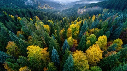 Autumn river valley aerial view