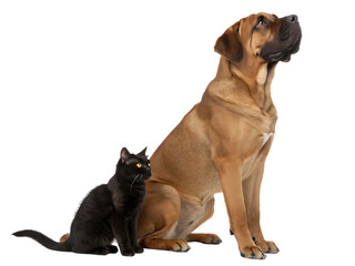 Obraz premium Dog and Cat Friendship On Black Background