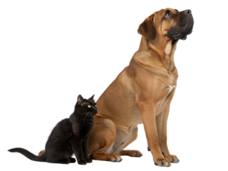 Dog and Cat Friendship On Black Background