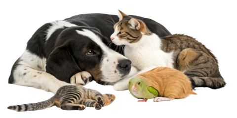 Dog Cat Hamster Kitten Relaxing Together