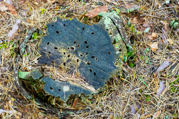 Old tree stump with cracks, insect holes, moss and pine needles on forest ground