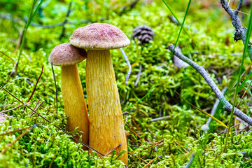 Two Aureoboletus projectellus mushrooms with tall yellow stems and brown caps in green moss forest