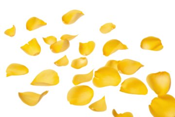 Vibrant yellow petals scattered beautifully on a dark background for creative artistic photography
