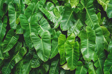 Fototapeta premium Green Philodendron (Philodendron Burle-marxii) leaf pattern. Heart-shaped. Tropical leaves in nature garden background.