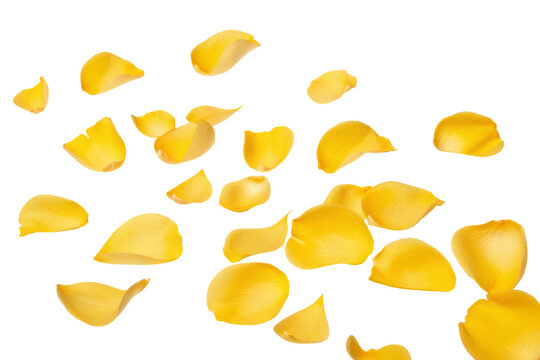 Vibrant yellow petals scattered beautifully on a dark background for creative artistic photography