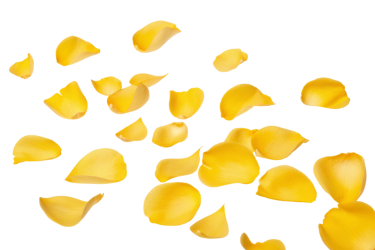 Vibrant yellow petals scattered beautifully on a dark background for creative artistic photography