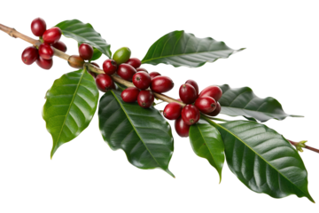 Fresh coffee cherries with glossy green leaves on branch isolated on white background macro closeup
