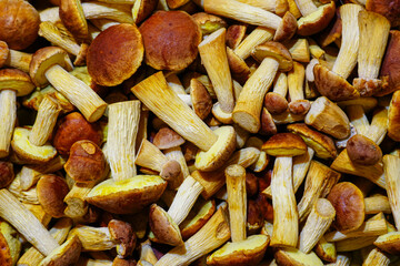 Freshly harvested Aureoboletus projectellus boletus mushrooms with brown caps and spongy undersides