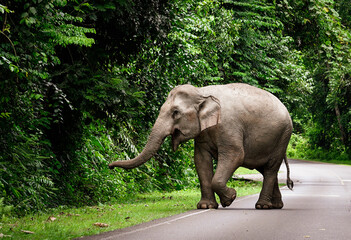 Thai elephant on concrete roadway at Khao Yai National Park, Thailand. Protect the endangered species such as elephant, Conservation of wildlife and nature concept.