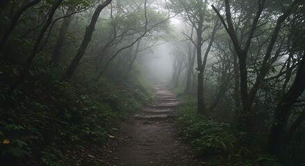 Fototapeta premium Misty forest path