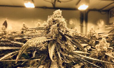 close up of cannabis flower