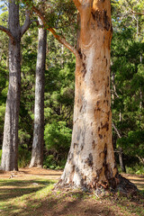 Karri tree (Eucalyptus diversicolor), Margaret River, Shire of Augusta in the SW Region of Western Australia WA
