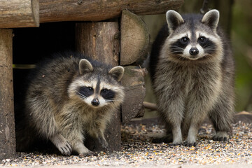 Raccoons (Procyon lotor) Pair Standing and Exploring © touchedbylight