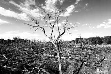 Burnt out trees in Yosemite National Park