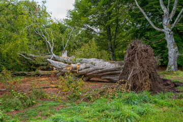 arbre déraciné couché sur le sol