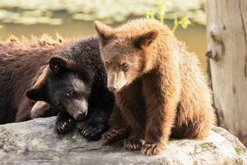 American Black Bear Cubs (Ursus americanus) Resting on Rock © touchedbylight