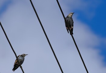 Stare auf der Leitung