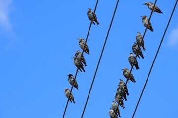 Stare auf der Leitung