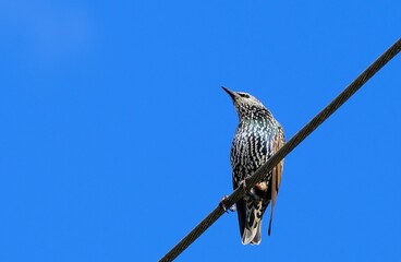 Stare auf der Leitung