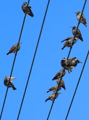 Stare auf der Leitung