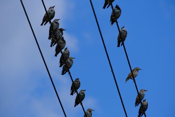 Stare auf der Leitung